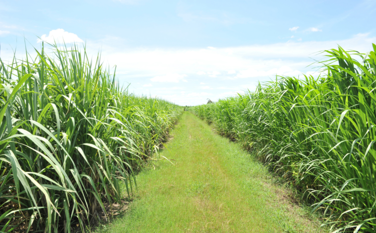  The Sugar-Energy Sector and Sustainability